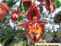 Ctsm. Frilly Doris x Karen Armstrong